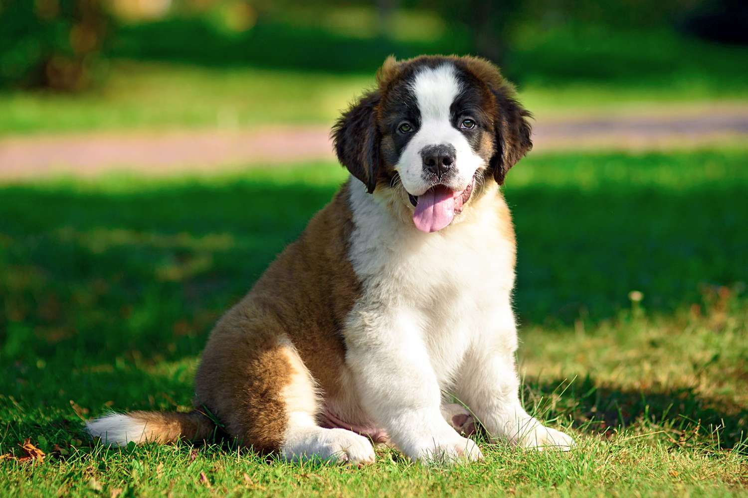 Saint Bernard